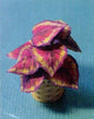 1:12 Scale Dollhouse Miniature Coleus House Plant Kit P113