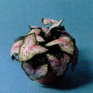 1:12 Scale Dollhouse Miniature Coleus House Plant Kit P107