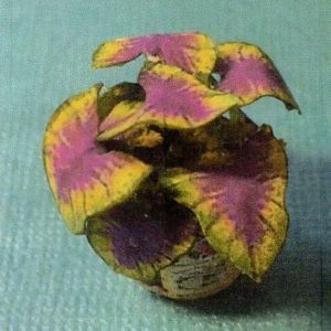1:12 Scale Dollhouse Miniature Coleus House Plant Kit P109