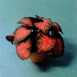 1:12 Scale Dollhouse Miniature Coleus House Plant Kit P102