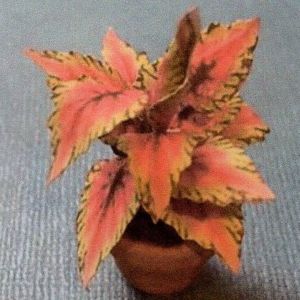 1:12 Scale Dollhouse Miniature Coleus House Plant Kit P220