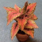 1:12 Scale Dollhouse Miniature Coleus House Plant Kit P220
